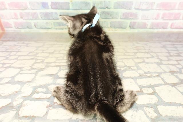 千葉県のアメリカンショートヘアー (Coo&RIKU八街店/2025年10月3日生まれ/男の子/シルバータビー)の子猫の4枚目の画像