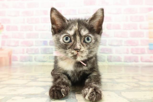 茨城県のアメリカンショートヘアー (Coo&RIKU石岡店/2025年10月3日生まれ/女の子/トーティー)の子猫の1枚目の画像