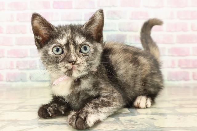 茨城県のアメリカンショートヘアー (Coo&RIKU石岡店/2025年10月3日生まれ/女の子/トーティー)の子猫の2枚目の画像