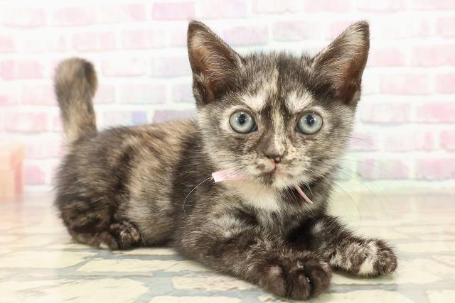茨城県のアメリカンショートヘアー (Coo&RIKU石岡店/2025年10月3日生まれ/女の子/トーティー)の子猫の3枚目の画像