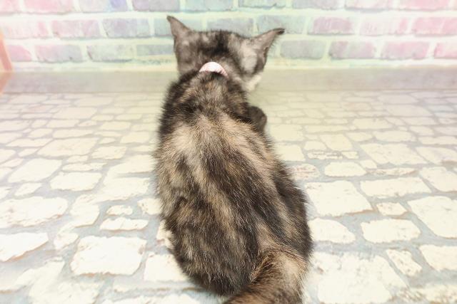 茨城県のアメリカンショートヘアー (Coo&RIKU石岡店/2025年10月3日生まれ/女の子/トーティー)の子猫の4枚目の画像