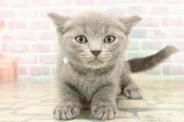 千葉県のブリティッシュショートヘアー (Coo&RIKUコメリパワー旭店/2025年10月4日生まれ/男の子/ブルー)の子猫の1枚目の画像