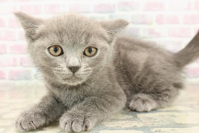 千葉県のブリティッシュショートヘアー (Coo&RIKUコメリパワー旭店/2025年10月4日生まれ/男の子/ブルー)の子猫の2枚目の画像