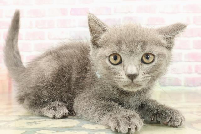 千葉県のブリティッシュショートヘアー (Coo&RIKUコメリパワー旭店/2025年10月4日生まれ/男の子/ブルー)の子猫の3枚目の画像