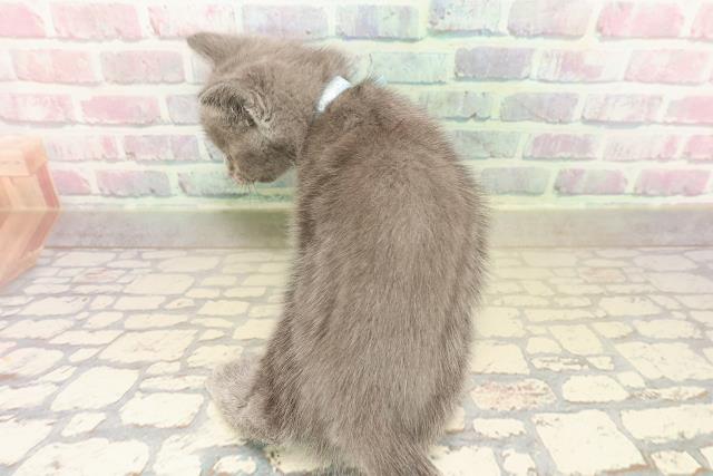 千葉県のブリティッシュショートヘアー (Coo&RIKUコメリパワー旭店/2025年10月4日生まれ/男の子/ブルー)の子猫の4枚目の画像