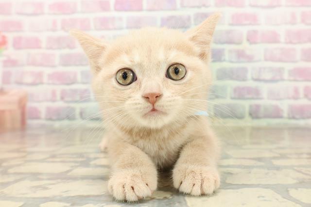 岩手県のブリティッシュショートヘアー (Coo&RIKU岩手盛岡店/2025年10月4日生まれ/男の子/クリーム)の子猫
