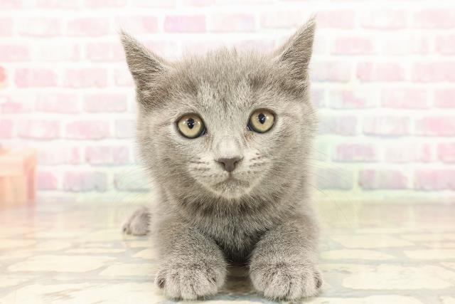北海道のブリティッシュショートヘアー (Coo&RIKU札幌東店/2025年10月4日生まれ/女の子/ブルー)の子猫