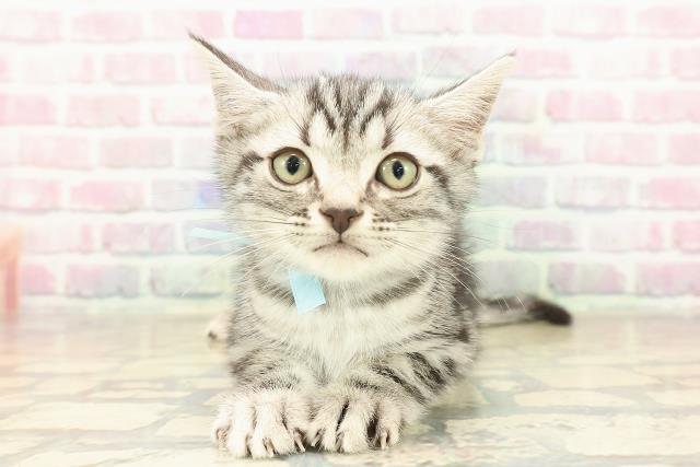 沖縄県のアメリカンショートヘアー (Coo&RIKUイーアス沖縄豊崎店/2025年10月4日生まれ/男の子/シルバータビー)の子猫の1枚目の画像