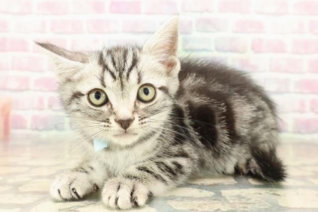 沖縄県のアメリカンショートヘアー (Coo&RIKUイーアス沖縄豊崎店/2025年10月4日生まれ/男の子/シルバータビー)の子猫の2枚目の画像