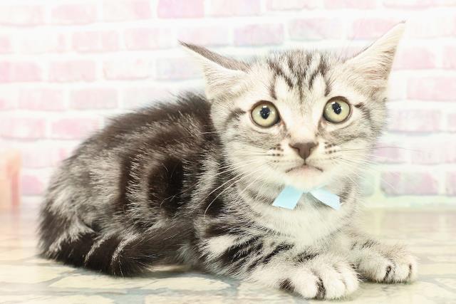 沖縄県のアメリカンショートヘアー (Coo&RIKUイーアス沖縄豊崎店/2025年10月4日生まれ/男の子/シルバータビー)の子猫の3枚目の画像