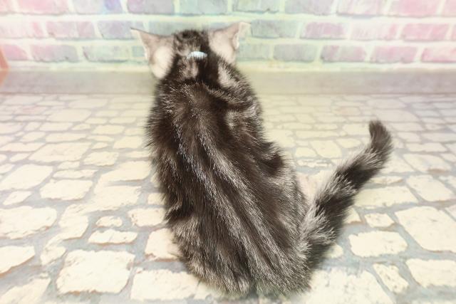 沖縄県のアメリカンショートヘアー (Coo&RIKUイーアス沖縄豊崎店/2025年10月4日生まれ/男の子/シルバータビー)の子猫の4枚目の画像