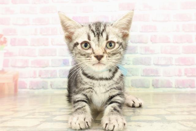 埼玉県のアメリカンショートヘアー (Coo&RIKUアニマルケアセンター大宮/2025年10月4日生まれ/男の子/シルバータビー)の子猫の1枚目の画像