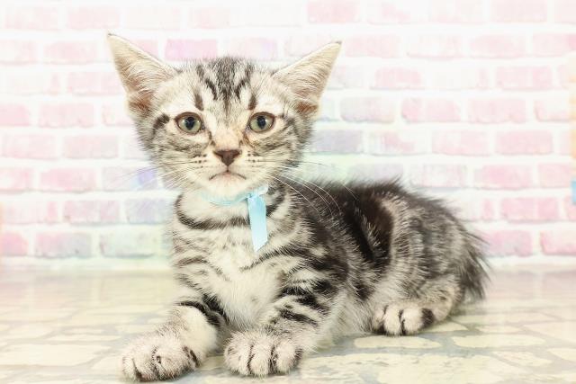 埼玉県のアメリカンショートヘアー (Coo&RIKUアニマルケアセンター大宮/2025年10月4日生まれ/男の子/シルバータビー)の子猫の2枚目の画像