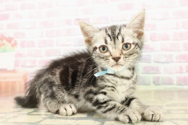 埼玉県のアメリカンショートヘアー (Coo&RIKUアニマルケアセンター大宮/2025年10月4日生まれ/男の子/シルバータビー)の子猫の3枚目の画像