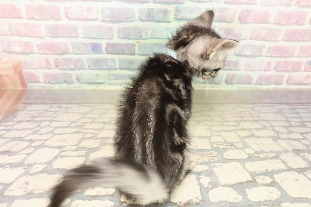 埼玉県のアメリカンショートヘアー (Coo&RIKUアニマルケアセンター大宮/2025年10月4日生まれ/男の子/シルバータビー)の子猫の4枚目の画像