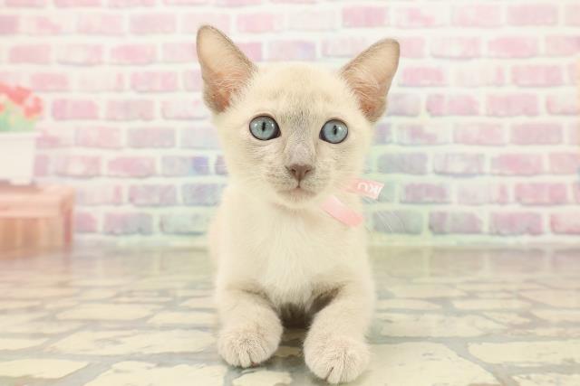 北海道のトンキニーズ (Coo&RIKU札幌東店/2025年10月4日生まれ/女の子/ブルーポイント)の子猫の1枚目の画像