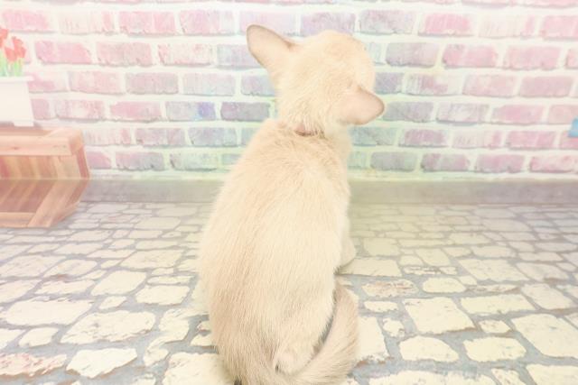 北海道のトンキニーズ (Coo&RIKU札幌東店/2025年10月4日生まれ/女の子/ブルーポイント)の子猫の4枚目の画像