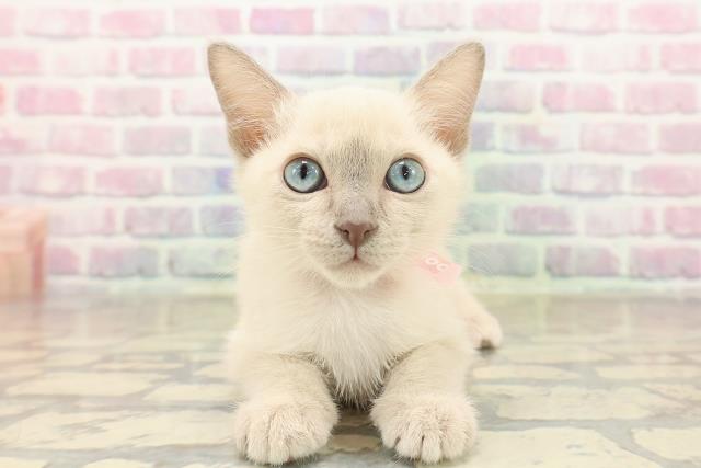 山形県のトンキニーズ (Coo&RIKU山形店/2025年10月4日生まれ/女の子/ブルーポイント)の子猫