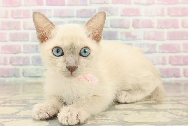 山形県のトンキニーズ (Coo&RIKU山形店/2025年10月4日生まれ/女の子/ブルーポイント)の子猫の2枚目の画像