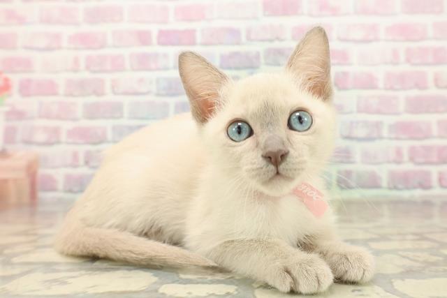 山形県のトンキニーズ (Coo&RIKU山形店/2025年10月4日生まれ/女の子/ブルーポイント)の子猫の3枚目の画像