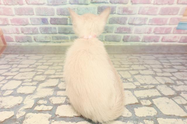 山形県のトンキニーズ (Coo&RIKU山形店/2025年10月4日生まれ/女の子/ブルーポイント)の子猫の4枚目の画像