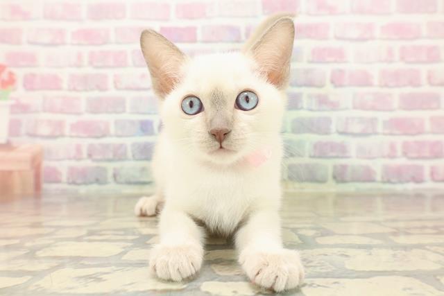 福島県のトンキニーズ (Coo&RIKUいわき店/2025年10月4日生まれ/女の子/ブルーポイント)の子猫