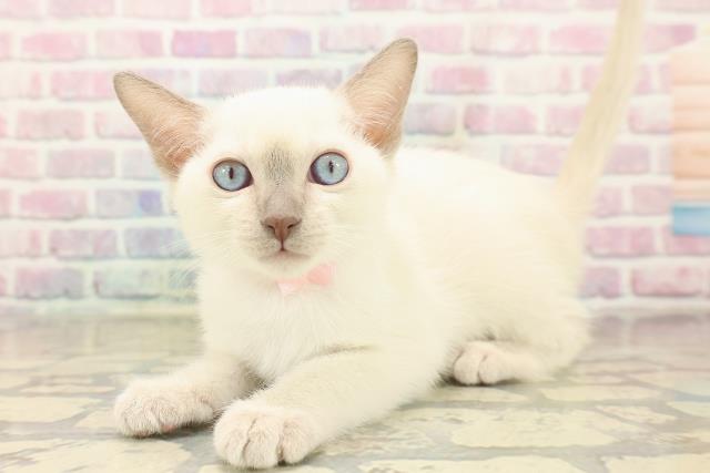 福島県のトンキニーズ (Coo&RIKUいわき店/2025年10月4日生まれ/女の子/ブルーポイント)の子猫の2枚目の画像