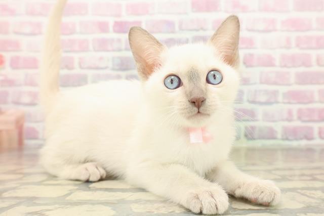 福島県のトンキニーズ (Coo&RIKUいわき店/2025年10月4日生まれ/女の子/ブルーポイント)の子猫の3枚目の画像