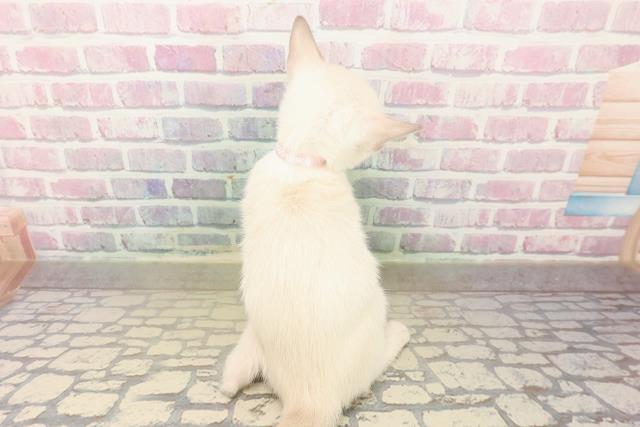 福島県のトンキニーズ (Coo&RIKUいわき店/2025年10月4日生まれ/女の子/ブルーポイント)の子猫の4枚目の画像