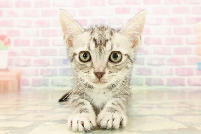 沖縄県のアメリカンショートヘアー (Coo&RIKUイオン北谷店/2025年10月5日生まれ/男の子/シルバータビー)の子猫の1枚目の画像