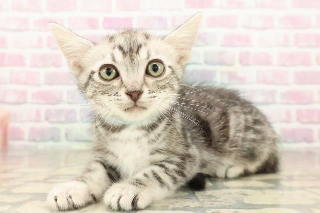沖縄県のアメリカンショートヘアー (Coo&RIKUイオン北谷店/2025年10月5日生まれ/男の子/シルバータビー)の子猫の2枚目の画像