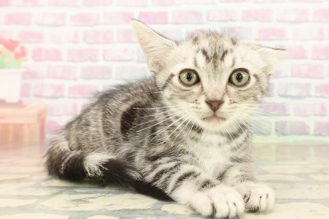 沖縄県のアメリカンショートヘアー (Coo&RIKUイオン北谷店/2025年10月5日生まれ/男の子/シルバータビー)の子猫の3枚目の画像