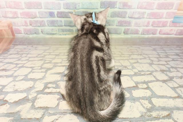 沖縄県のアメリカンショートヘアー (Coo&RIKUイオン北谷店/2025年10月5日生まれ/男の子/シルバータビー)の子猫の4枚目の画像