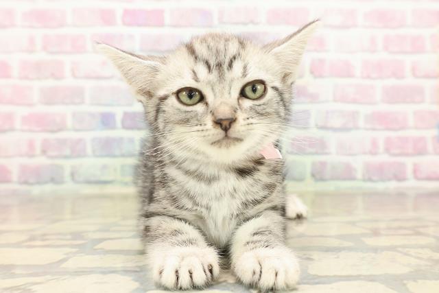 千葉県のアメリカンショートヘアー (Coo&RIKU市原店/2025年10月5日生まれ/女の子/シルバータビー)の子猫の1枚目の画像