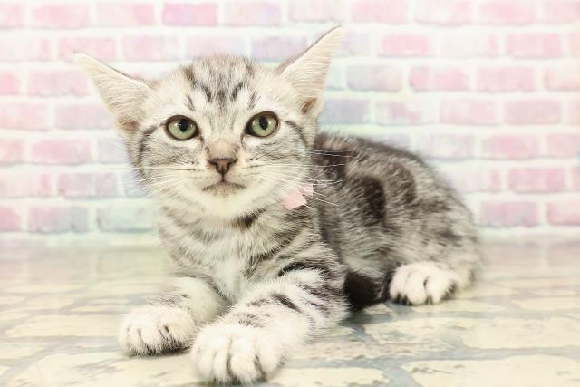 千葉県のアメリカンショートヘアー (Coo&RIKU市原店/2025年10月5日生まれ/女の子/シルバータビー)の子猫の2枚目の画像