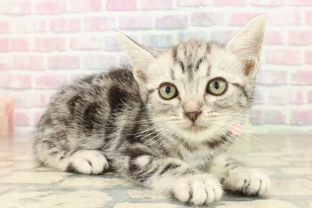 千葉県のアメリカンショートヘアー (Coo&RIKU市原店/2025年10月5日生まれ/女の子/シルバータビー)の子猫の3枚目の画像