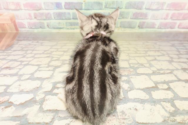 千葉県のアメリカンショートヘアー (Coo&RIKU市原店/2025年10月5日生まれ/女の子/シルバータビー)の子猫の4枚目の画像