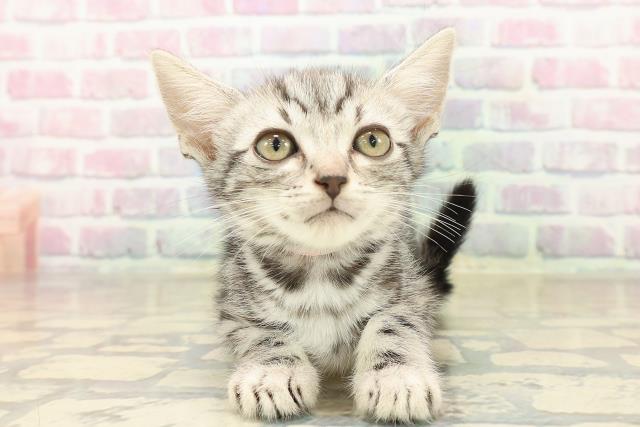 埼玉県のアメリカンショートヘアー (Coo&RIKUアニマルケアセンター大宮/2025年10月5日生まれ/女の子/シルバータビー)の子猫の1枚目の画像