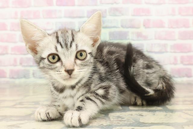 埼玉県のアメリカンショートヘアー (Coo&RIKUアニマルケアセンター大宮/2025年10月5日生まれ/女の子/シルバータビー)の子猫の2枚目の画像