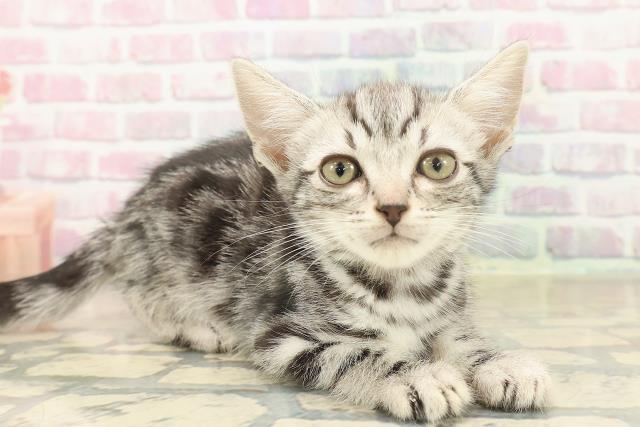 埼玉県のアメリカンショートヘアー (Coo&RIKUアニマルケアセンター大宮/2025年10月5日生まれ/女の子/シルバータビー)の子猫の3枚目の画像