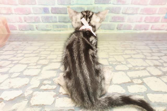 埼玉県のアメリカンショートヘアー (Coo&RIKUアニマルケアセンター大宮/2025年10月5日生まれ/女の子/シルバータビー)の子猫の4枚目の画像