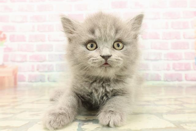 沖縄県のブリティッシュロングヘアー (Coo&RIKU沖縄浦添店/2025年10月5日生まれ/男の子/ブルー)の子猫の1枚目の画像