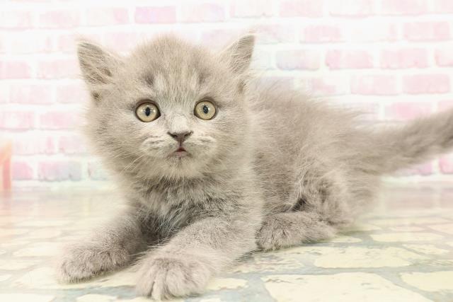 沖縄県のブリティッシュロングヘアー (Coo&RIKU沖縄浦添店/2025年10月5日生まれ/男の子/ブルー)の子猫の2枚目の画像