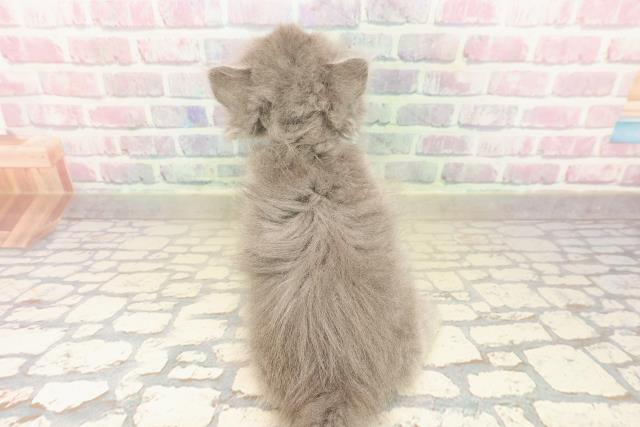 沖縄県のブリティッシュロングヘアー (Coo&RIKU沖縄浦添店/2025年10月5日生まれ/男の子/ブルー)の子猫の4枚目の画像