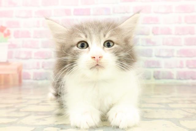 新潟県のノルウェージャンフォレストキャット (Coo&RIKU上越店/2025年10月6日生まれ/男の子/ブルータビーホワイト)の子猫の1枚目の画像