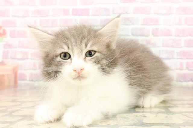 新潟県のノルウェージャンフォレストキャット (Coo&RIKU上越店/2025年10月6日生まれ/男の子/ブルータビーホワイト)の子猫の2枚目の画像