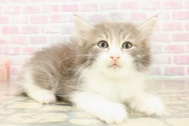 新潟県のノルウェージャンフォレストキャット (Coo&RIKU上越店/2025年10月6日生まれ/男の子/ブルータビーホワイト)の子猫の3枚目の画像