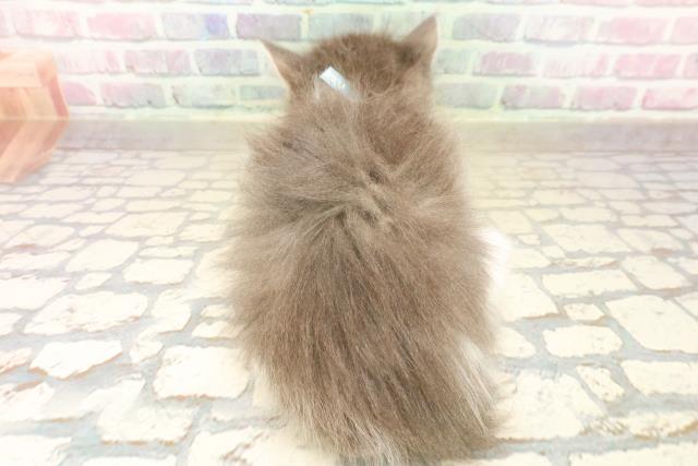 新潟県のノルウェージャンフォレストキャット (Coo&RIKU上越店/2025年10月6日生まれ/男の子/ブルータビーホワイト)の子猫の4枚目の画像