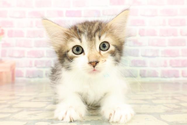 東京都のノルウェージャンフォレストキャット (Coo&RIKUフレスポ住吉店/2025年10月6日生まれ/男の子/ブラウンタビーホワイト)の子猫の1枚目の画像