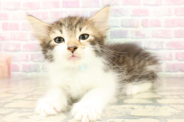 東京都のノルウェージャンフォレストキャット (Coo&RIKUフレスポ住吉店/2025年10月6日生まれ/男の子/ブラウンタビーホワイト)の子猫の2枚目の画像